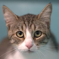 Pauline, chatte à adopter