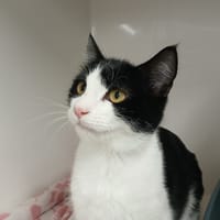 FANTOMAS, chat à adopter