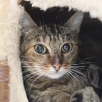 Yuzu, chatte à adopter
