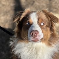 VINO, chien à adopter