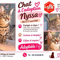 NYSSA (Réservée), chatte à adopter