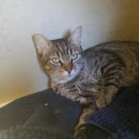 CHAUSSETTE PAB29252, chatte à adopter