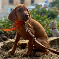 RIMA, chienne à adopter