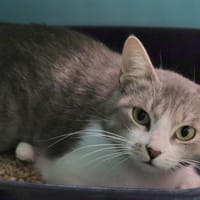 Indiana, chatte à adopter
