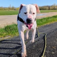 Venom, chien à adopter