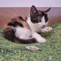 TAGADA, chatte à adopter