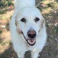 LEXIE, chienne à adopter