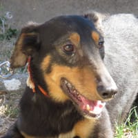 POWELL, chien à adopter