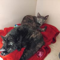 PAB29212 KUNAÏMA, chatte à adopter