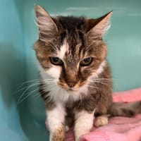 LUCKY, chat à adopter