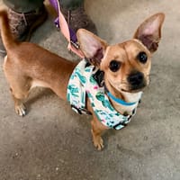 DUMBO, chien à adopter