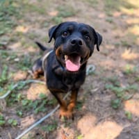 Rotti, chien à adopter