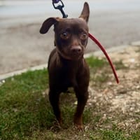 KELLY, chienne à adopter