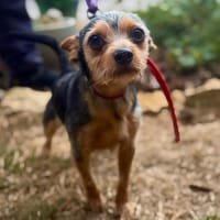 YODA, chien à adopter