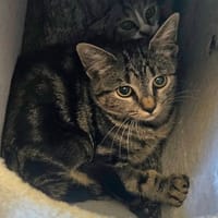 BOZO (réservé), chat à adopter