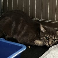 ALYA, chatte à adopter
