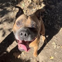 oslo, chien à adopter