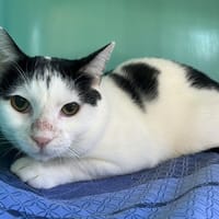 felix, chat à adopter