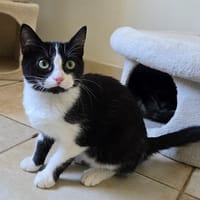 OTA (réservée), chatte à adopter