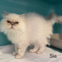 Sia, chatte à adopter
