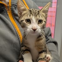 Jin [Chaton], chat à adopter