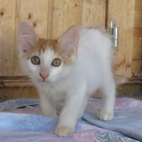 KLOE, chatte à adopter