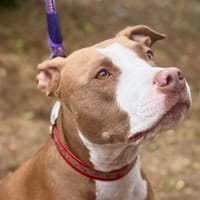 MAINA, chienne à adopter