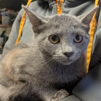 Silver [Chaton], chatte à adopter