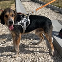 TOBBY, chien à adopter