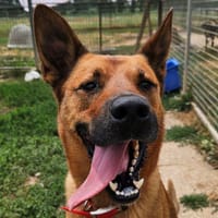 ECLAIR, chien à adopter