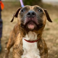 MIRAIL, chienne à adopter