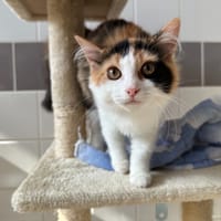 HARAREI, chatte à adopter