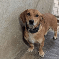 NIni, chienne à adopter