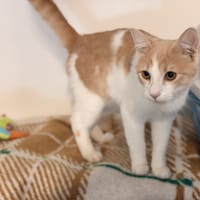 TAIRN, chat à adopter