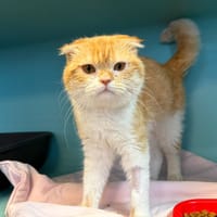 BART, chat à adopter
