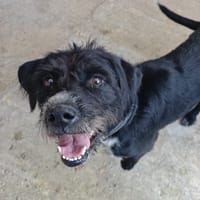 RIZZLA, chienne à adopter
