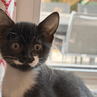 XENA, chatte à adopter