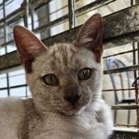 HARU, chat à adopter