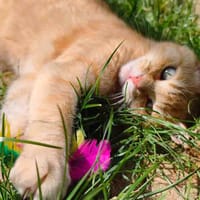 NALA C, chatte à adopter