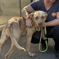 BUTTERNUT VAA, chienne à adopter