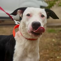 ZEUS, chien à adopter