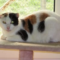 ALOHA, chatte à adopter