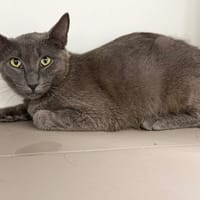 FULKANE, chatte à adopter