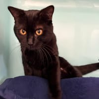 REGLISSE, chat à adopter
