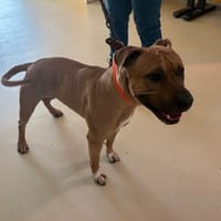 ZEUS PAA24443, chien à adopter