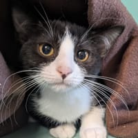 Beretta [Chaton], chatte à adopter