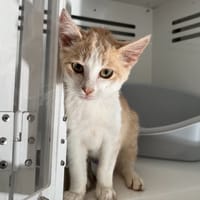 Eridan, chat à adopter
