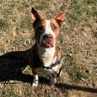RANGO (OAA 20141), chien à adopter