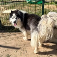 CESAR PAA24446, chien à adopter