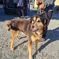 LOU, chien à adopter